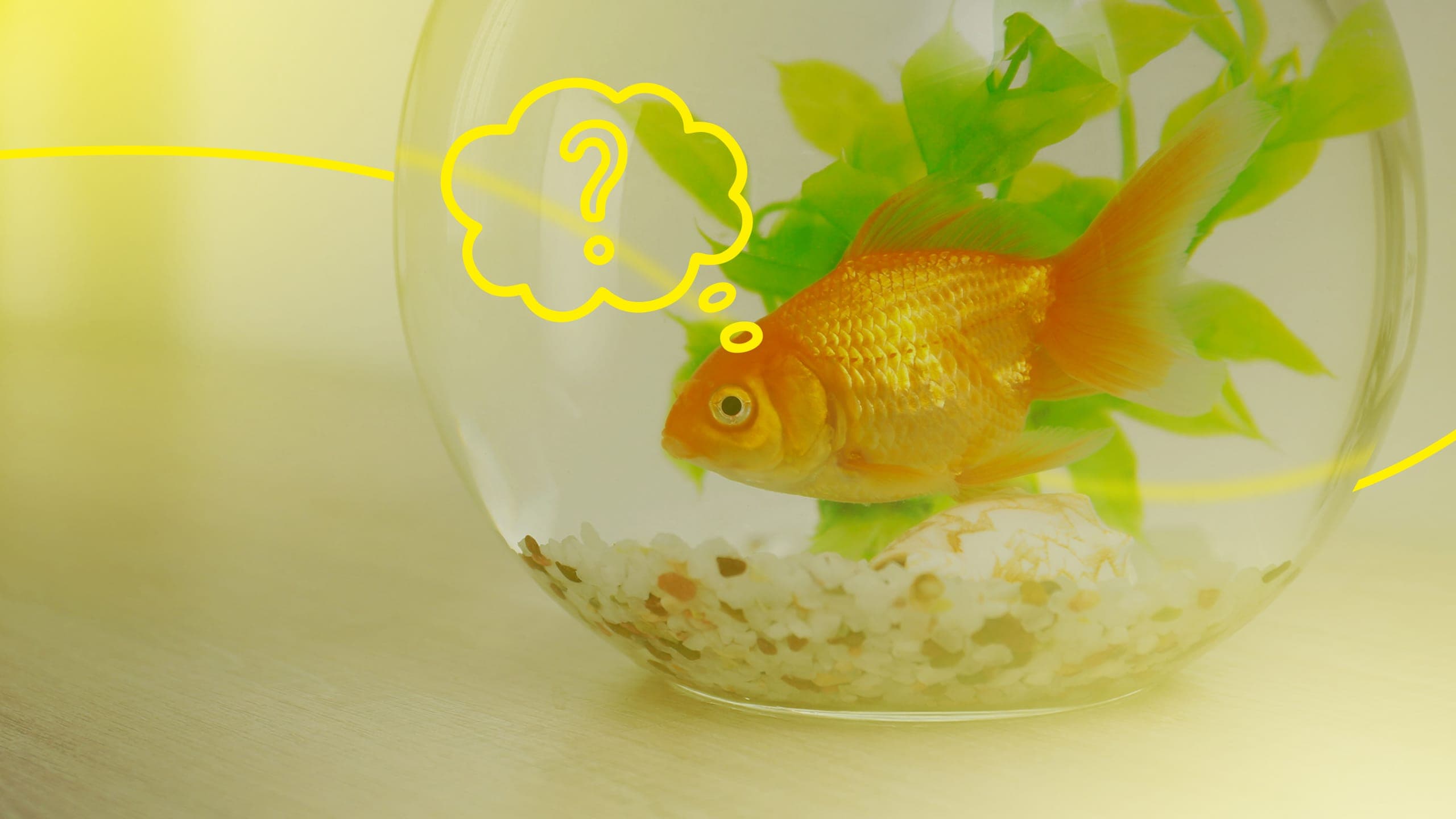 A goldfish in a bowl with an illustrated thought-bubble containing a question mark
